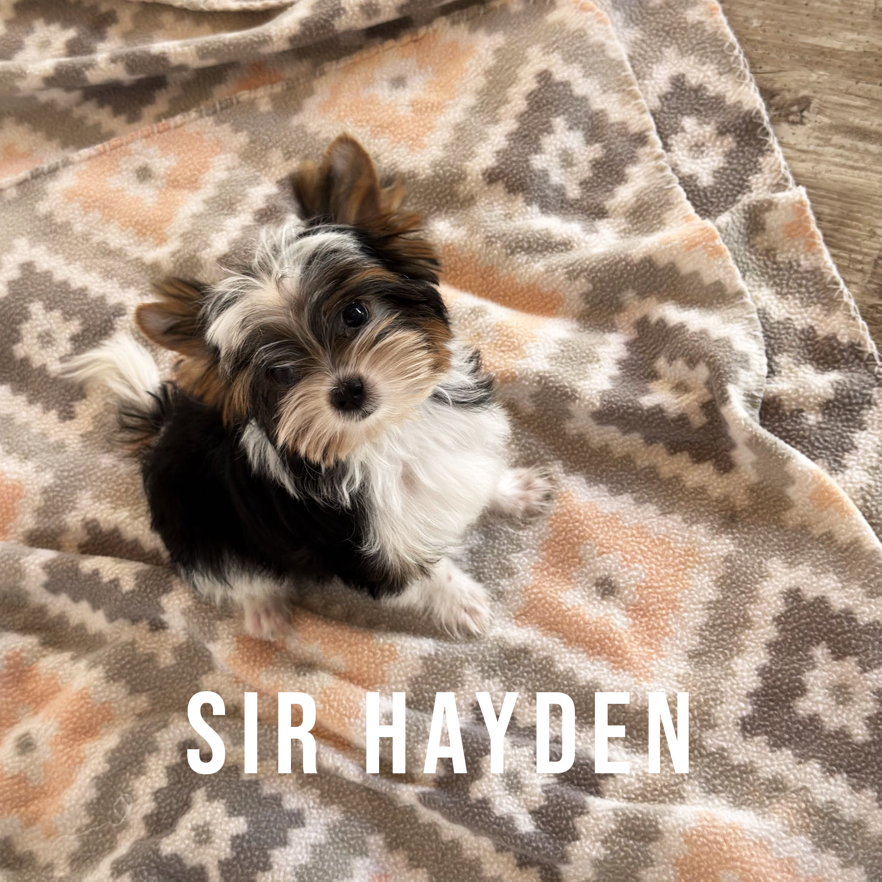 Biewer Terrier Mini Puppy Boy Sir Hayden - Image 4