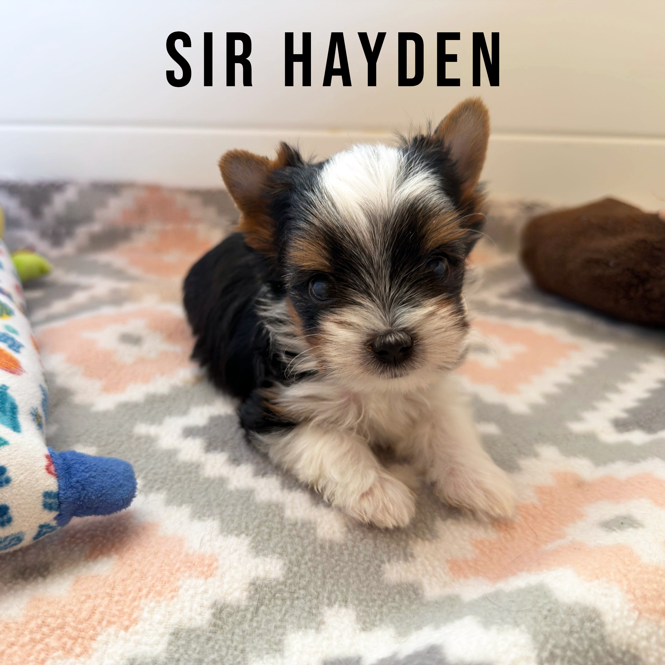 Biewer Terrier Mini Puppy Boy Sir Hayden - Image 2