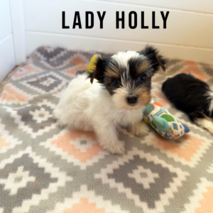 Biewer Terrier Puppy Girl Lady Holly