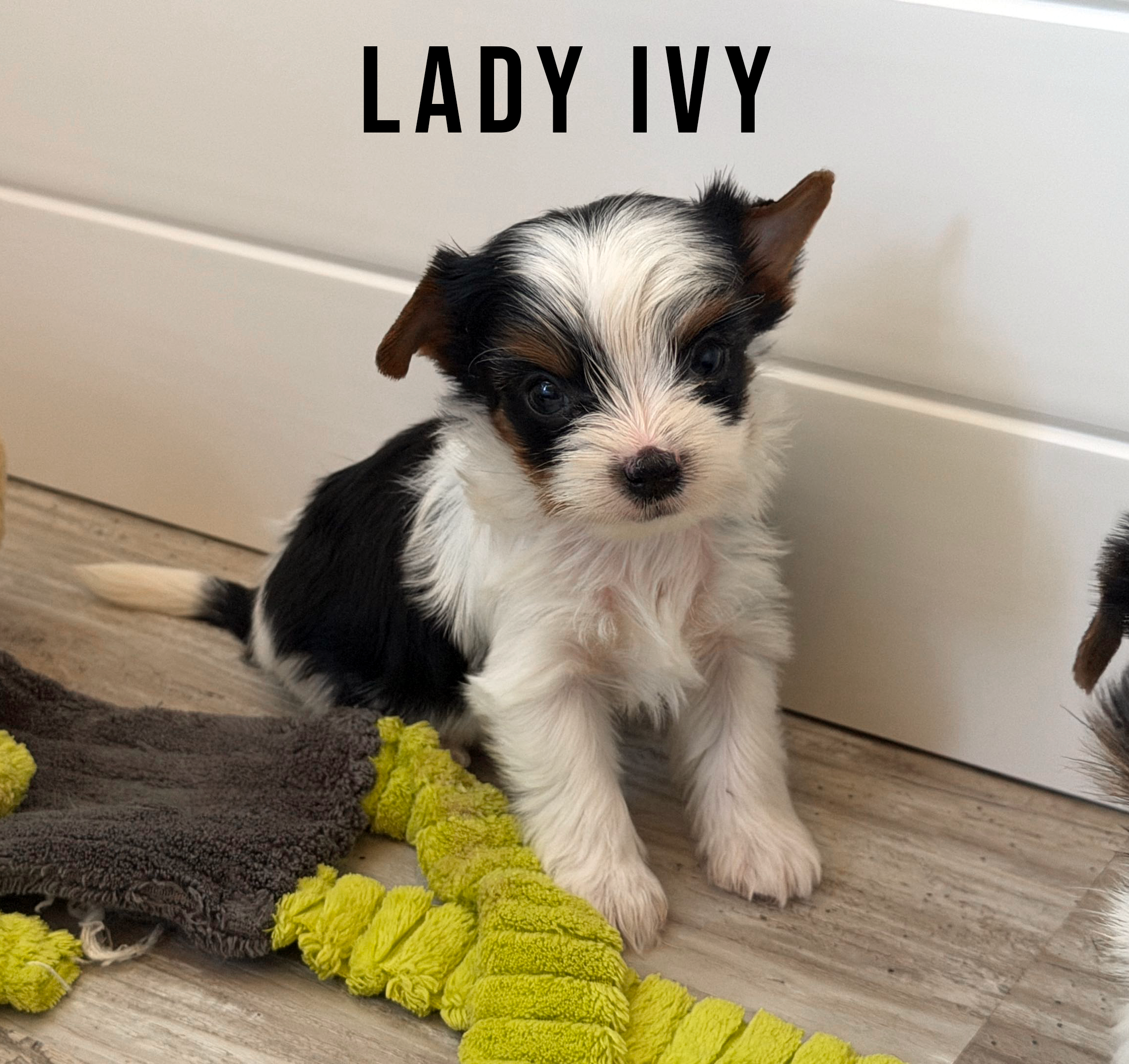 Biewer Terrier Mini Puppy Girl Lady Ivy - Image 4