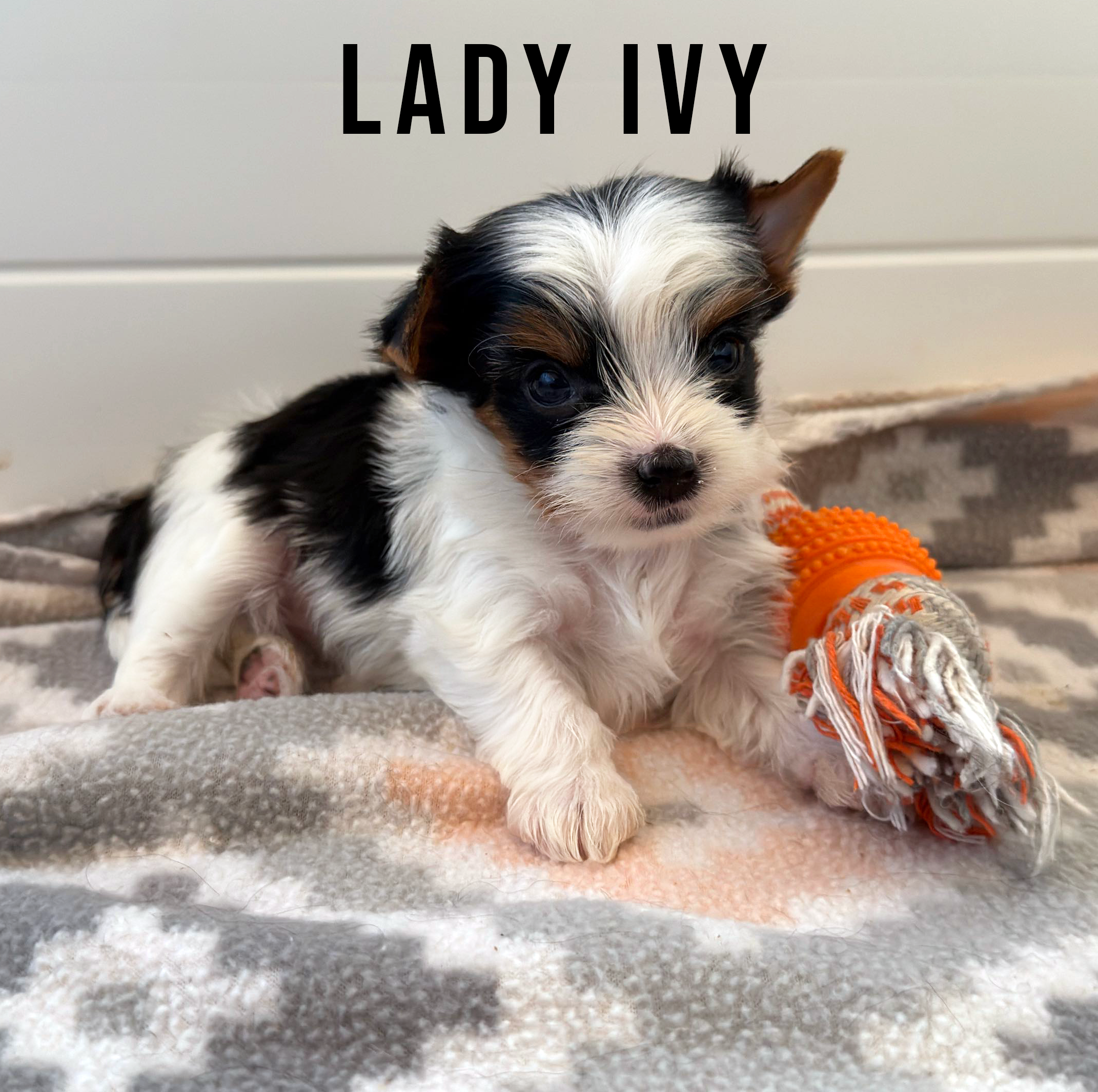 Biewer Terrier Mini Puppy Girl Lady Ivy - Image 3