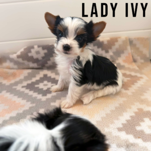 Biewer Terrier Mini Puppy Girl Lady Ivy