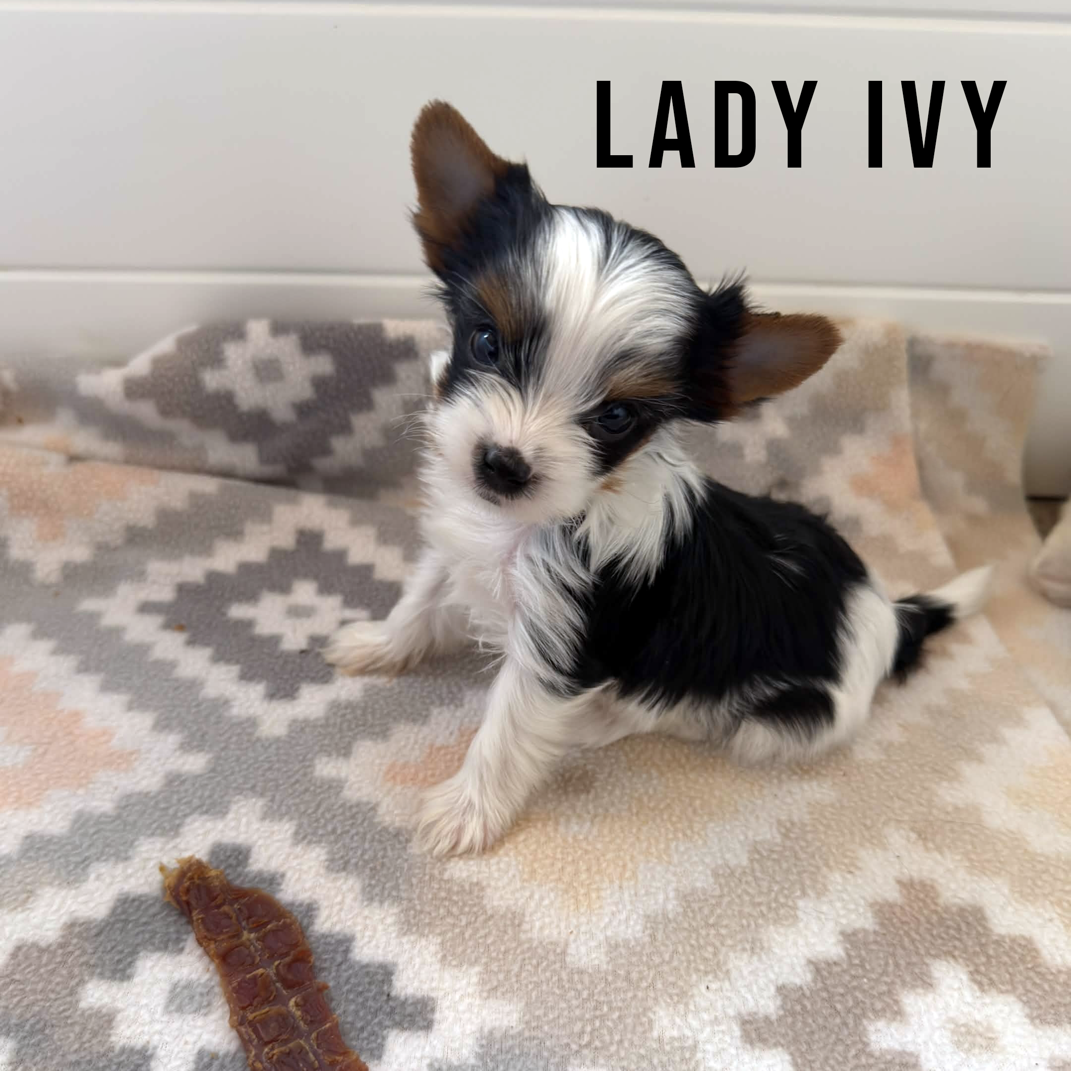 Biewer Terrier Mini Puppy Girl Lady Ivy - Image 2