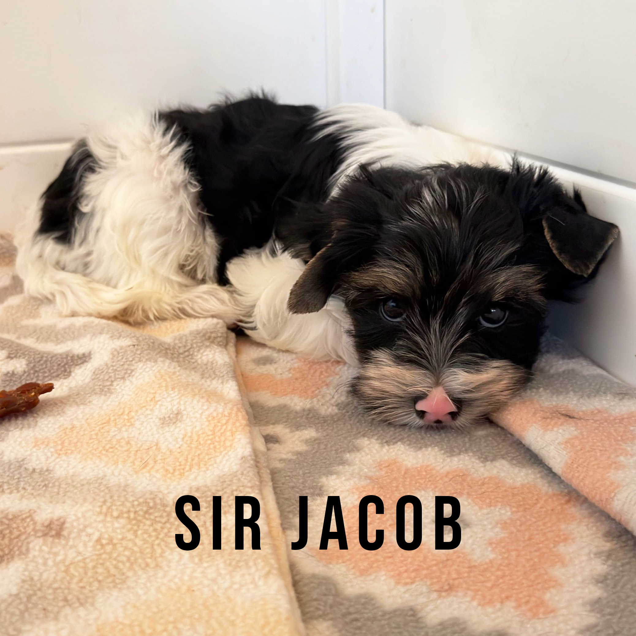 Biewer Terrier Puppy Boy Sir Jacob - Image 3