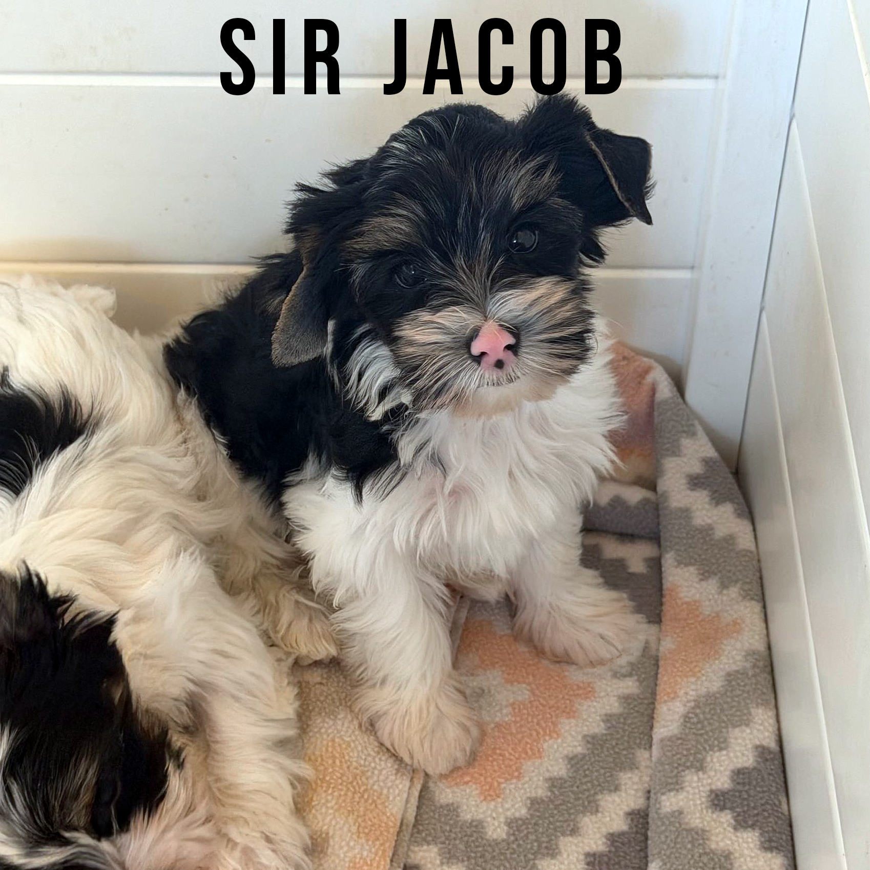 Biewer Terrier Puppy Boy Sir Jacob - Image 2