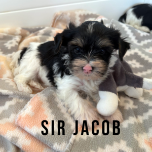 Biewer Terrier Puppy Boy Sir Jacob