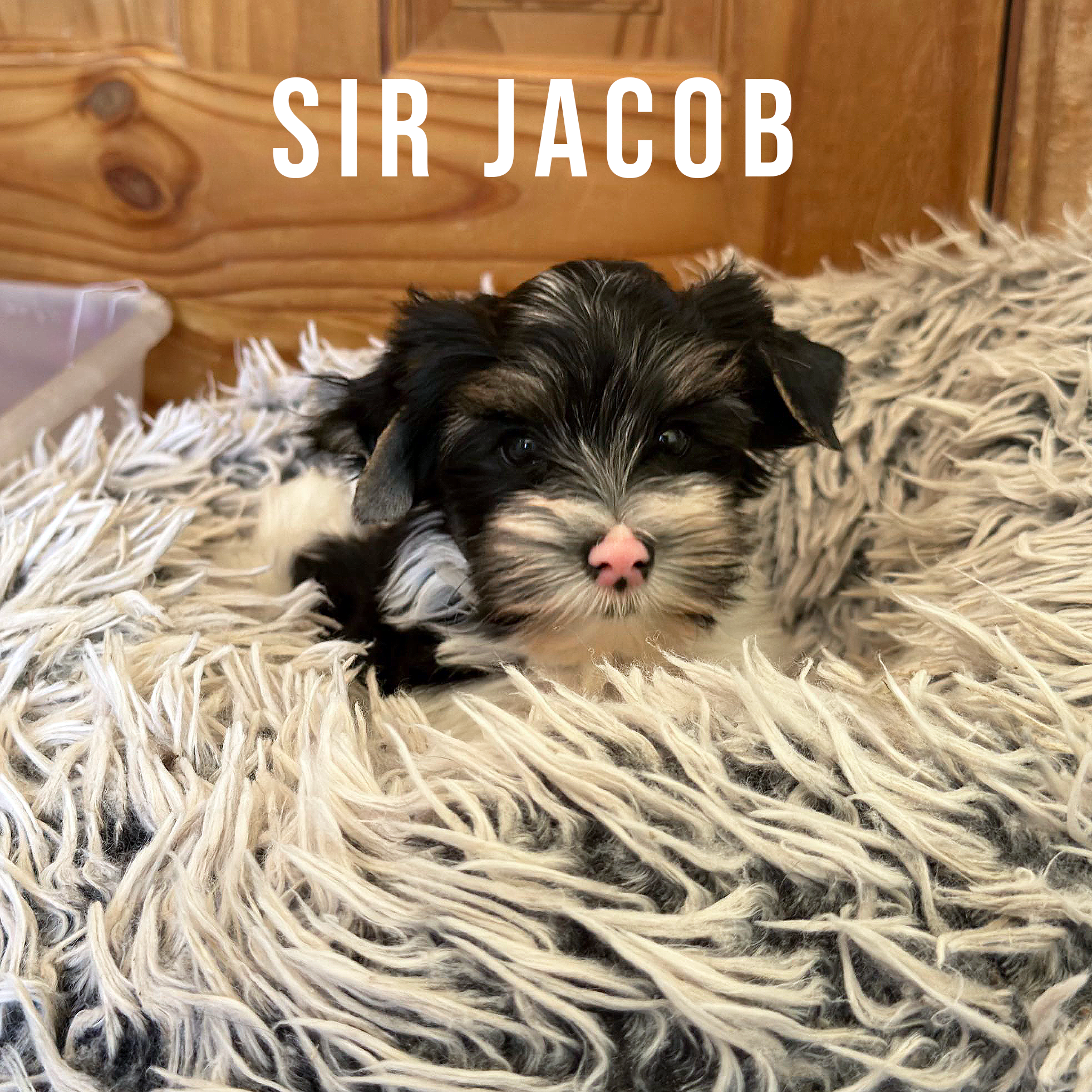 Biewer Terrier Puppy Boy Sir Jacob - Image 4
