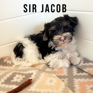 Biewer Terrier Puppy Boy Sir Jacob
