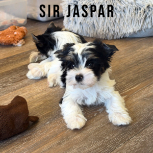 Biewer Terrier Puppy Boy Sir Jasper