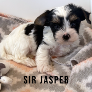 Biewer Terrier Puppy Boy Sir Jasper
