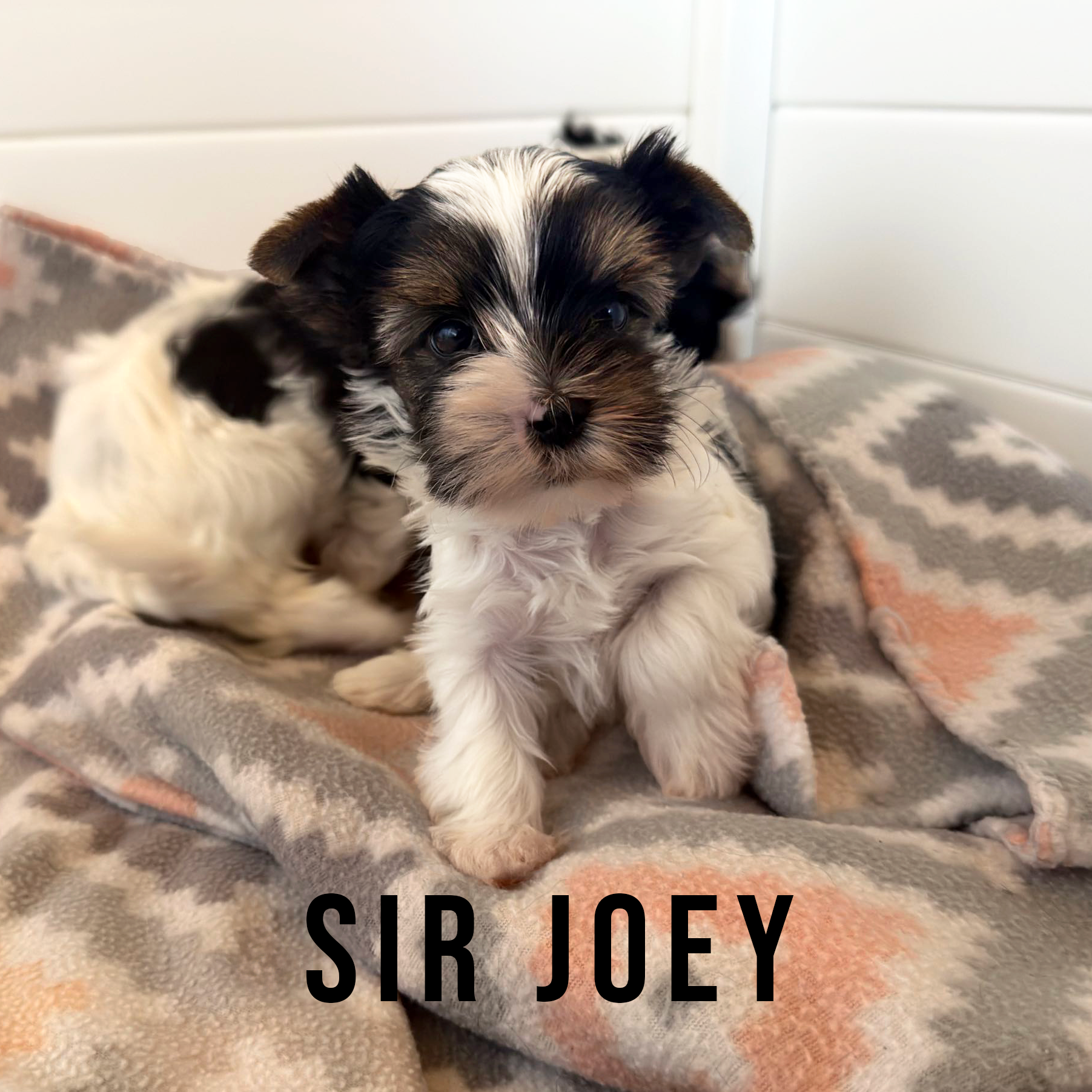 Biewer Terrier Puppy Boy Sir Joey