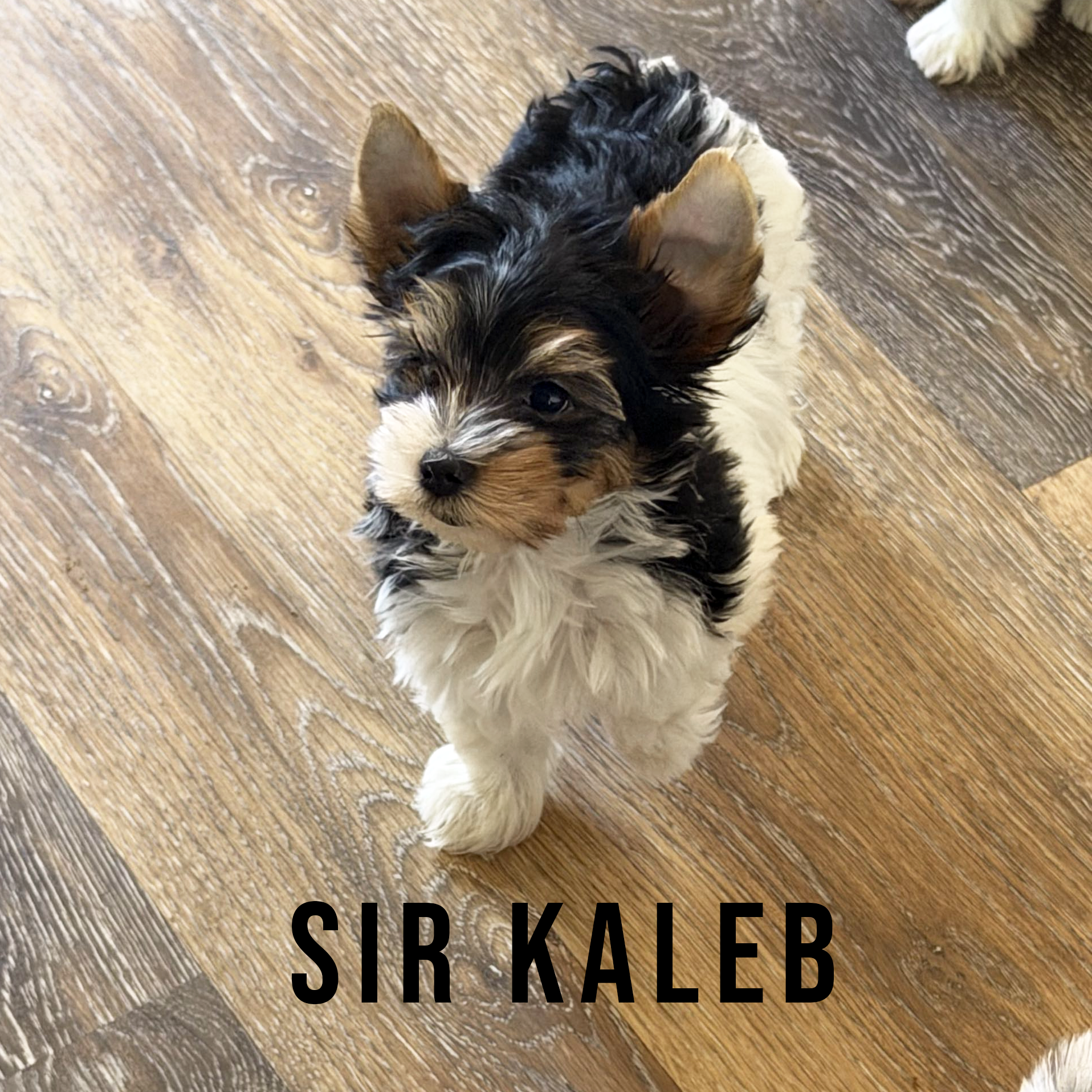 Biewer Terrier Puppy Boy Sir Kaleb - Image 2