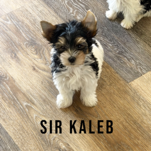 Biewer Terrier Puppy Boy Sir Kaleb