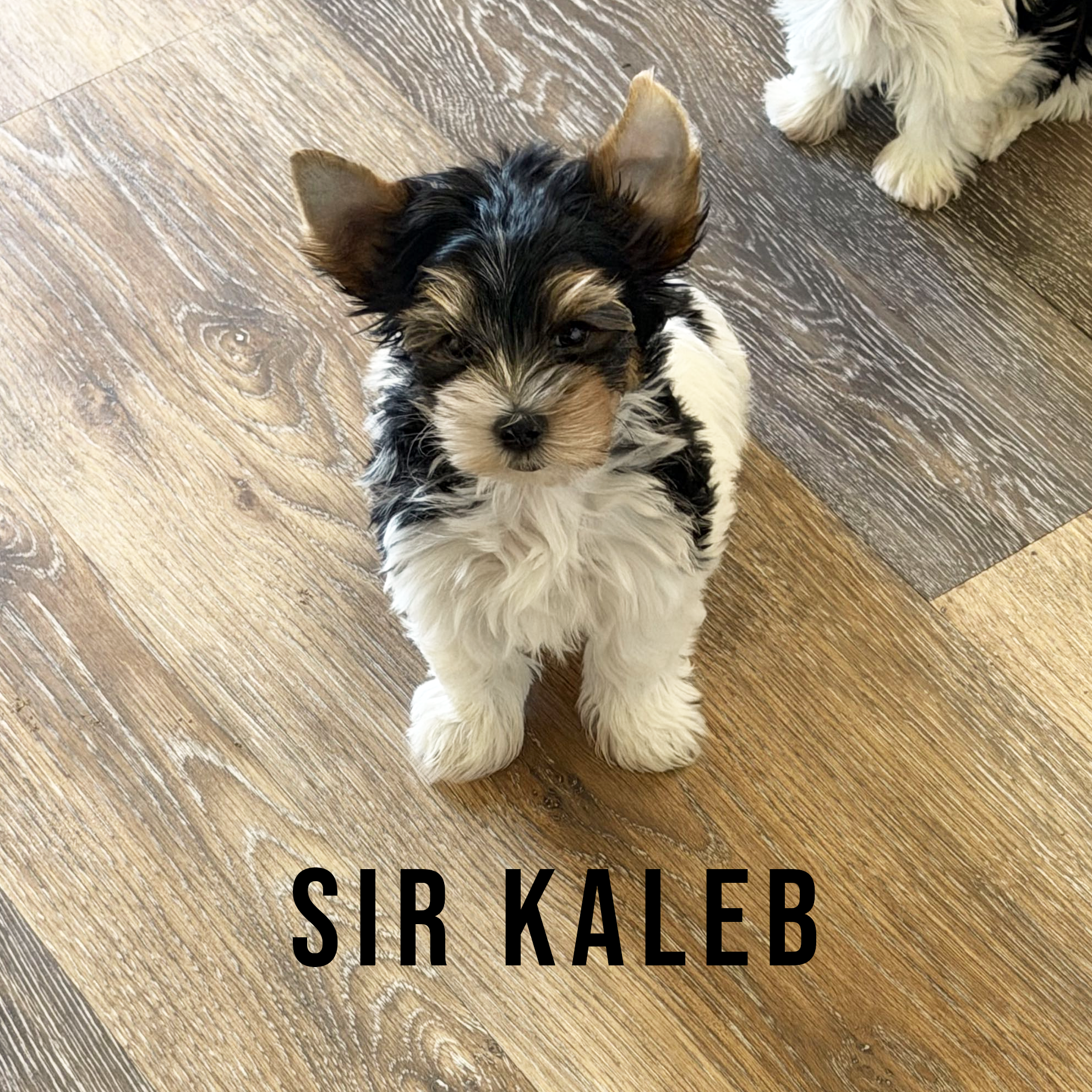 Biewer Terrier Puppy Boy Sir Kaleb