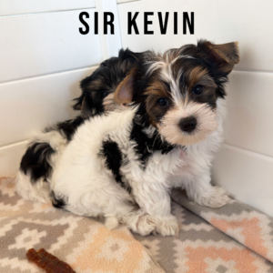 Biewer Terrier Puppy Boy Sir Kevin