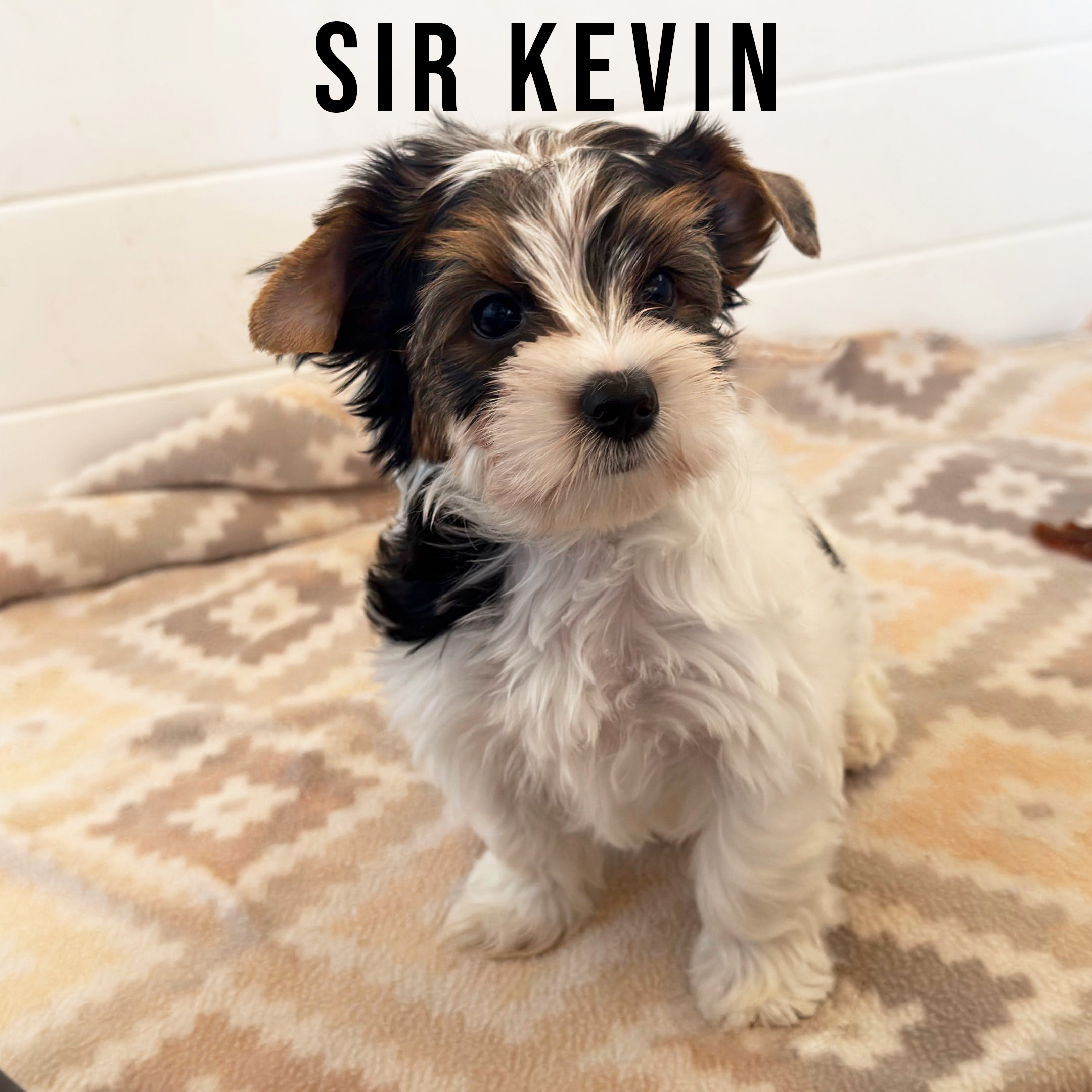 Biewer Terrier Puppy Boy Sir Kevin - Image 2