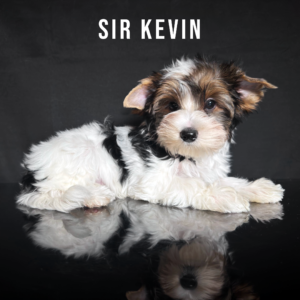 Biewer Terrier Puppy Boy Sir Kevin