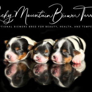 Biewer Terrier Puppy Boy Sir Mateo