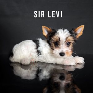 Biewer Terrier Puppy Boy Sir Levi