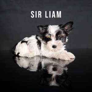 Biewer Terrier Puppy Boy Sir Liam