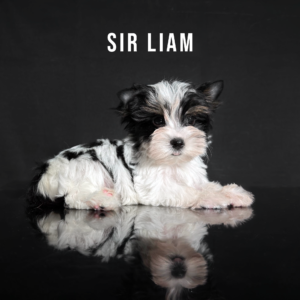 Biewer Terrier Puppy Boy Sir Liam