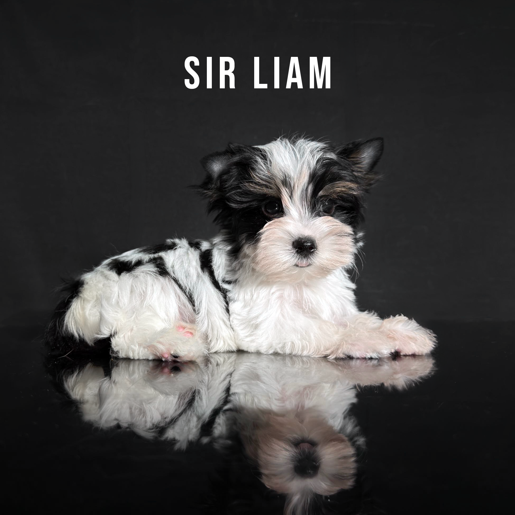 Biewer Terrier Puppy Boy Sir Liam