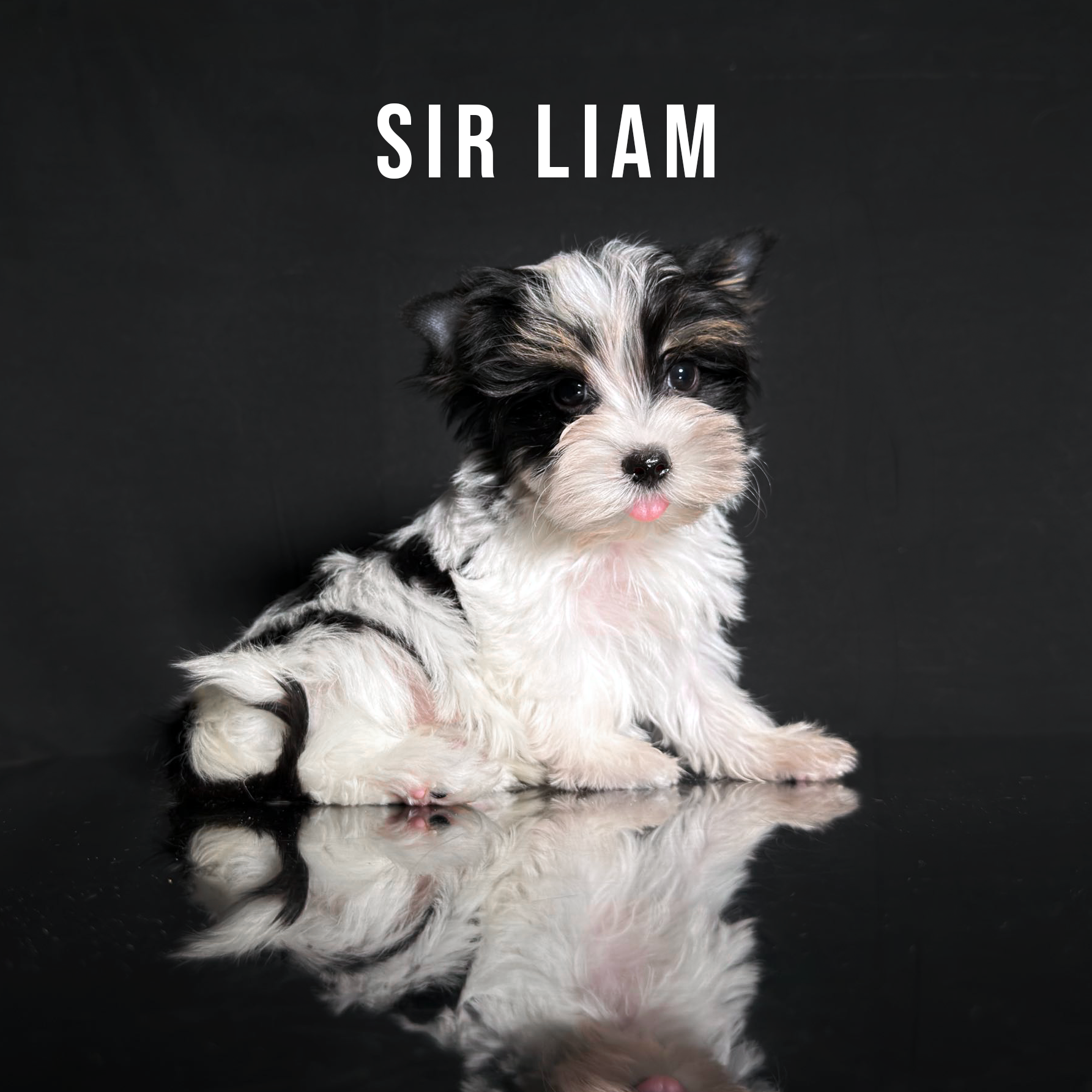 Biewer Terrier Puppy Boy Sir Liam - Image 3