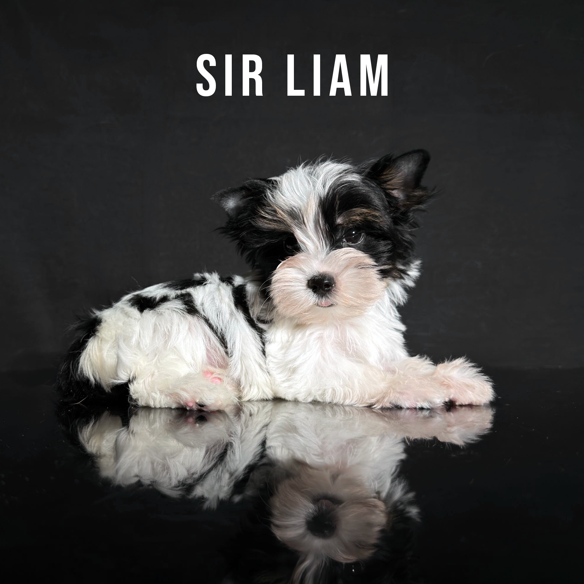 Biewer Terrier Puppy Boy Sir Liam - Image 2
