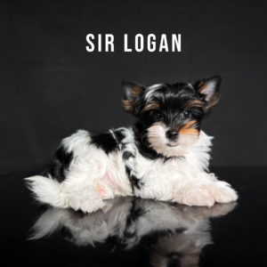 Biewer Terrier Puppy Boy Sir Logan