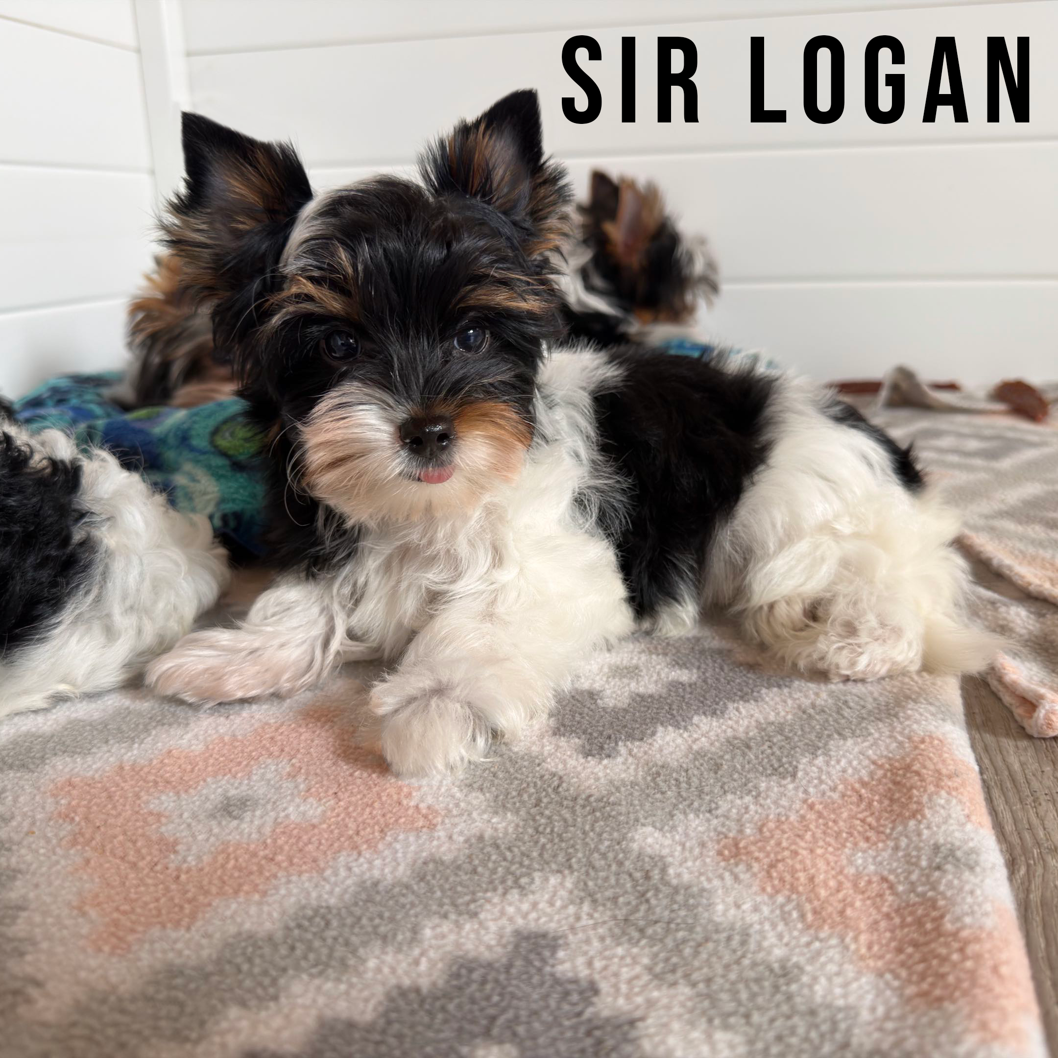 Biewer Terrier Puppy Boy Sir Logan - Image 3