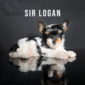 Biewer Terrier Puppy Boy Sir Logan