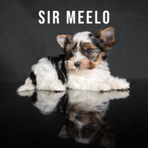 Biewer Terrier Puppy Boy Sir Meelo