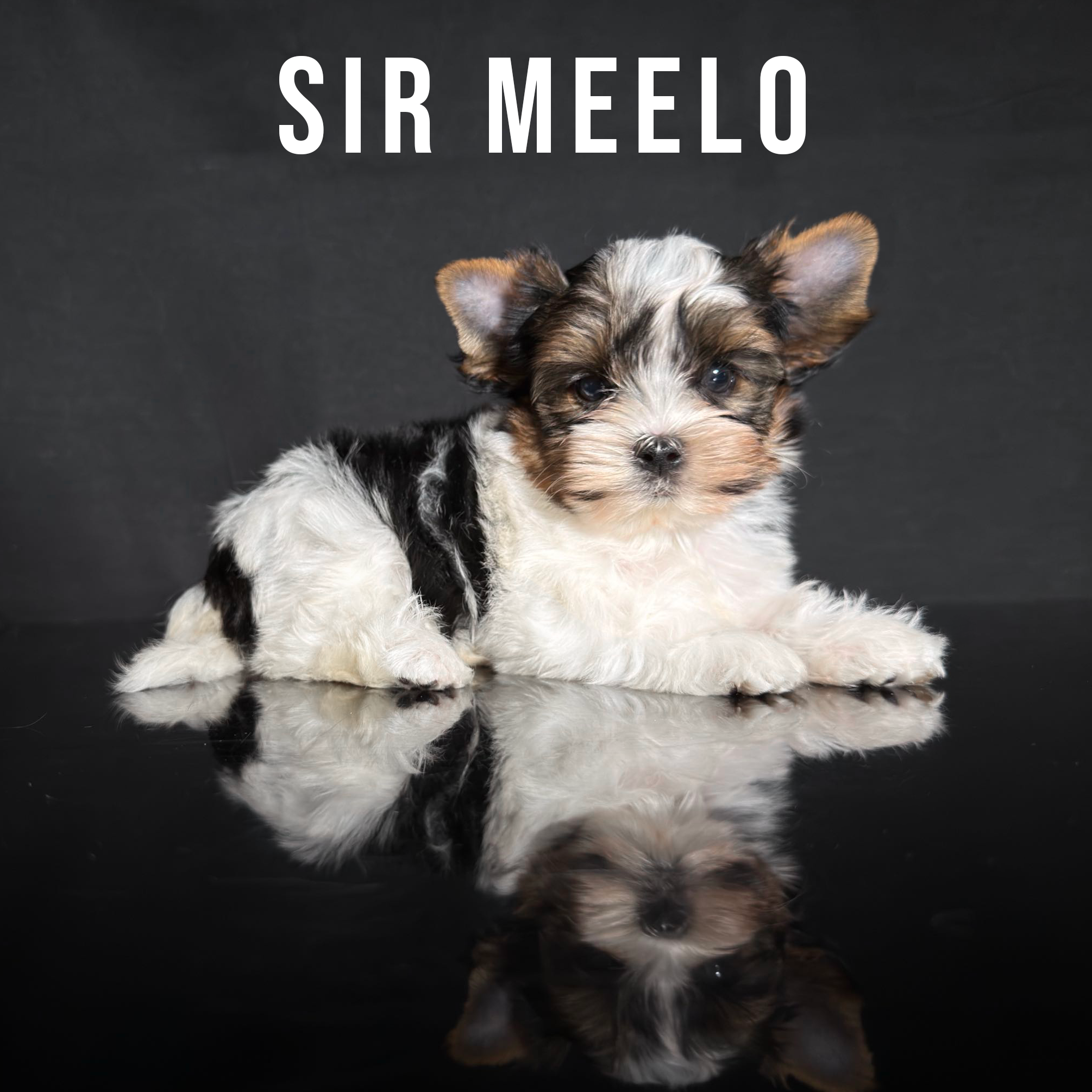 Biewer Terrier Puppy Boy Sir Meelo - Image 2
