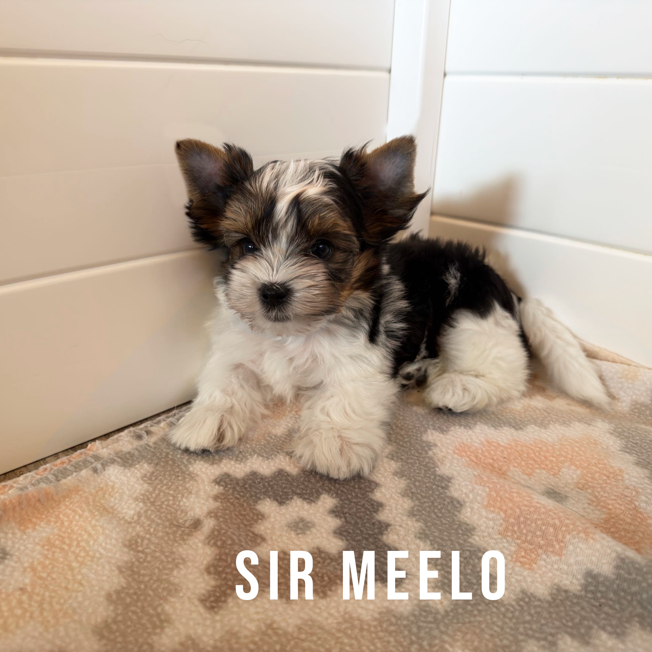 Biewer Terrier Puppy Boy Sir Meelo - Image 3
