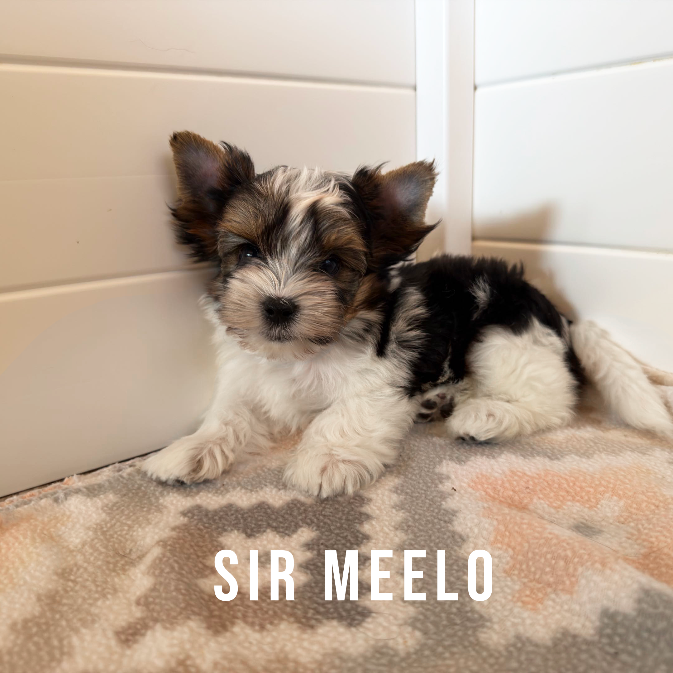 Biewer Terrier Puppy Boy Sir Meelo - Image 4