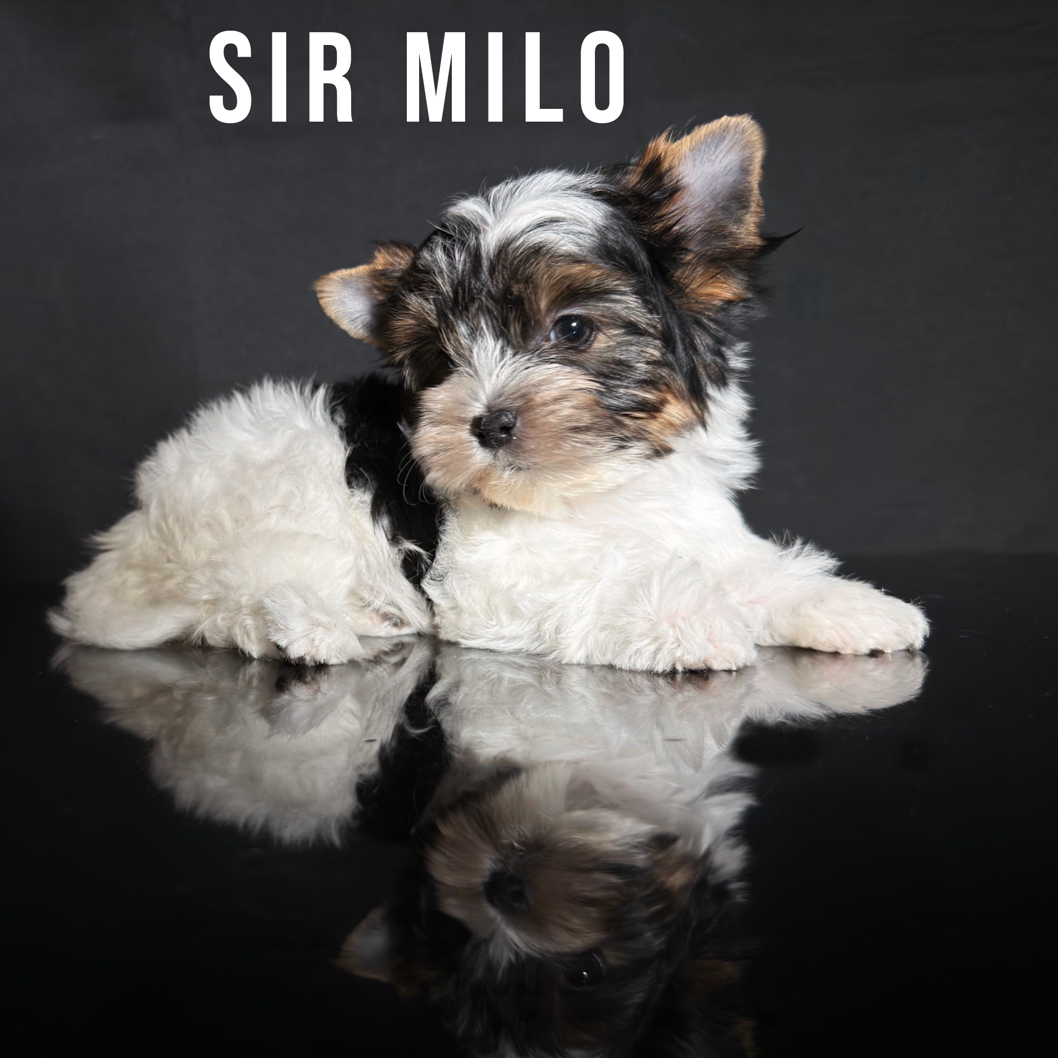 Biewer Terrier Puppy Boy Sir Milo - Image 2