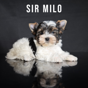 Biewer Terrier Puppy Boy Sir Milo