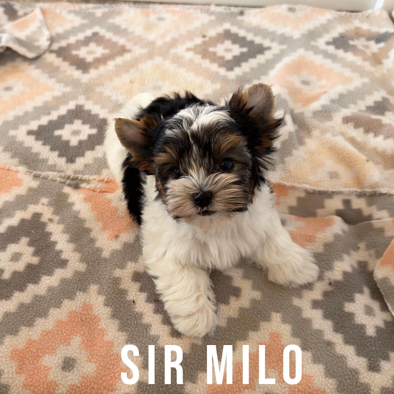 Biewer Terrier Puppy Boy Sir Milo - Image 3