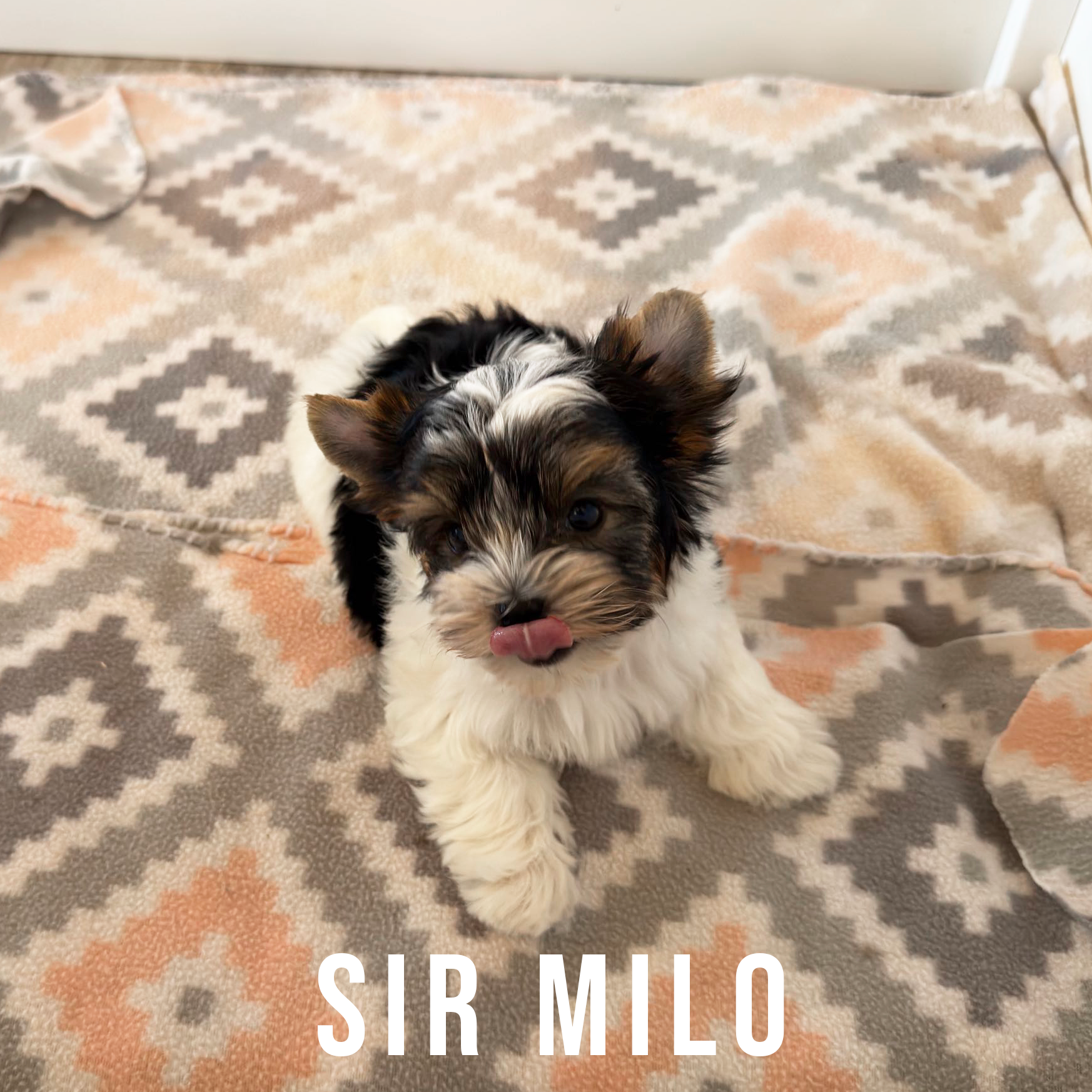 Biewer Terrier Puppy Boy Sir Milo - Image 4
