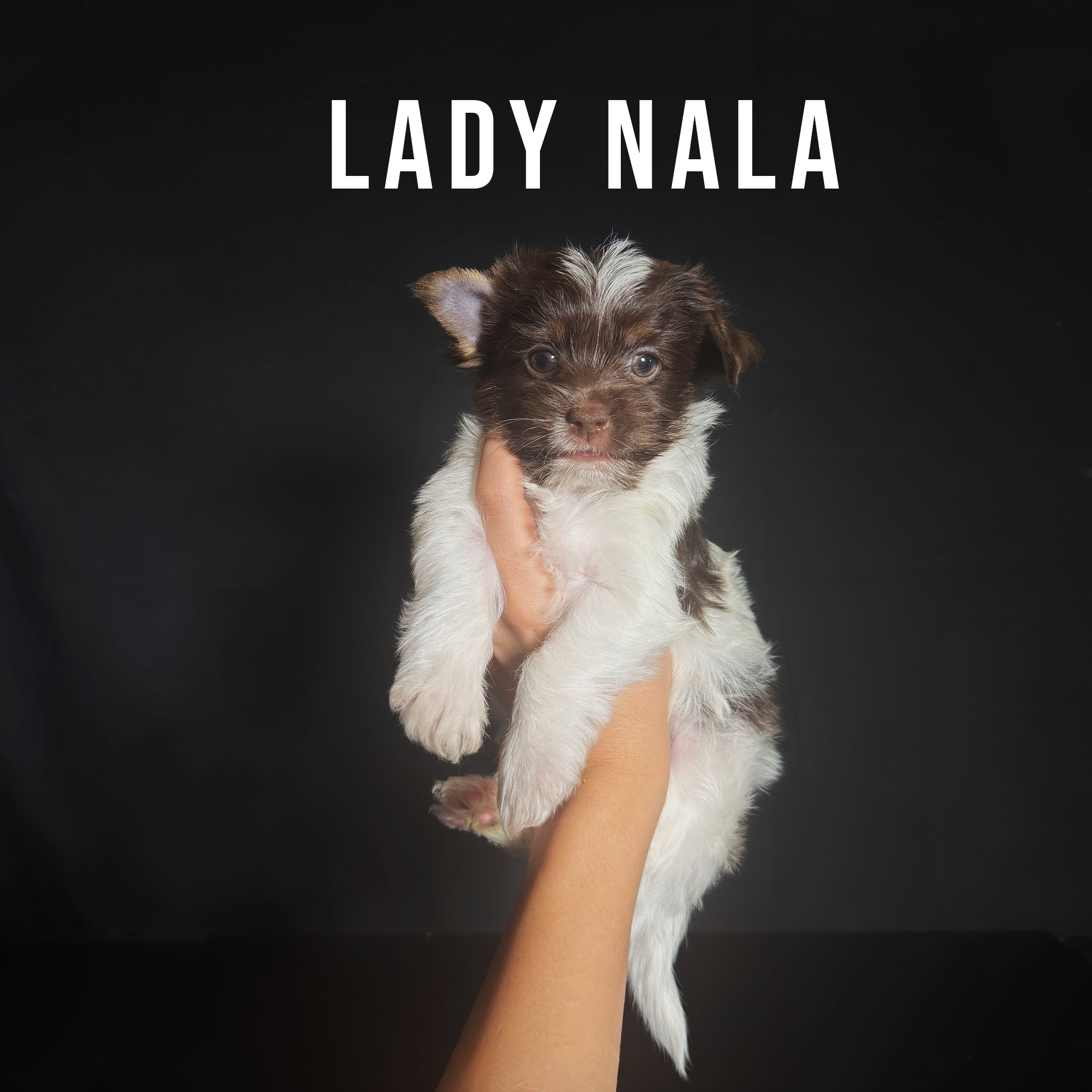Chocolate Biewer Terrier Puppy Girl Lady Nala - Image 2