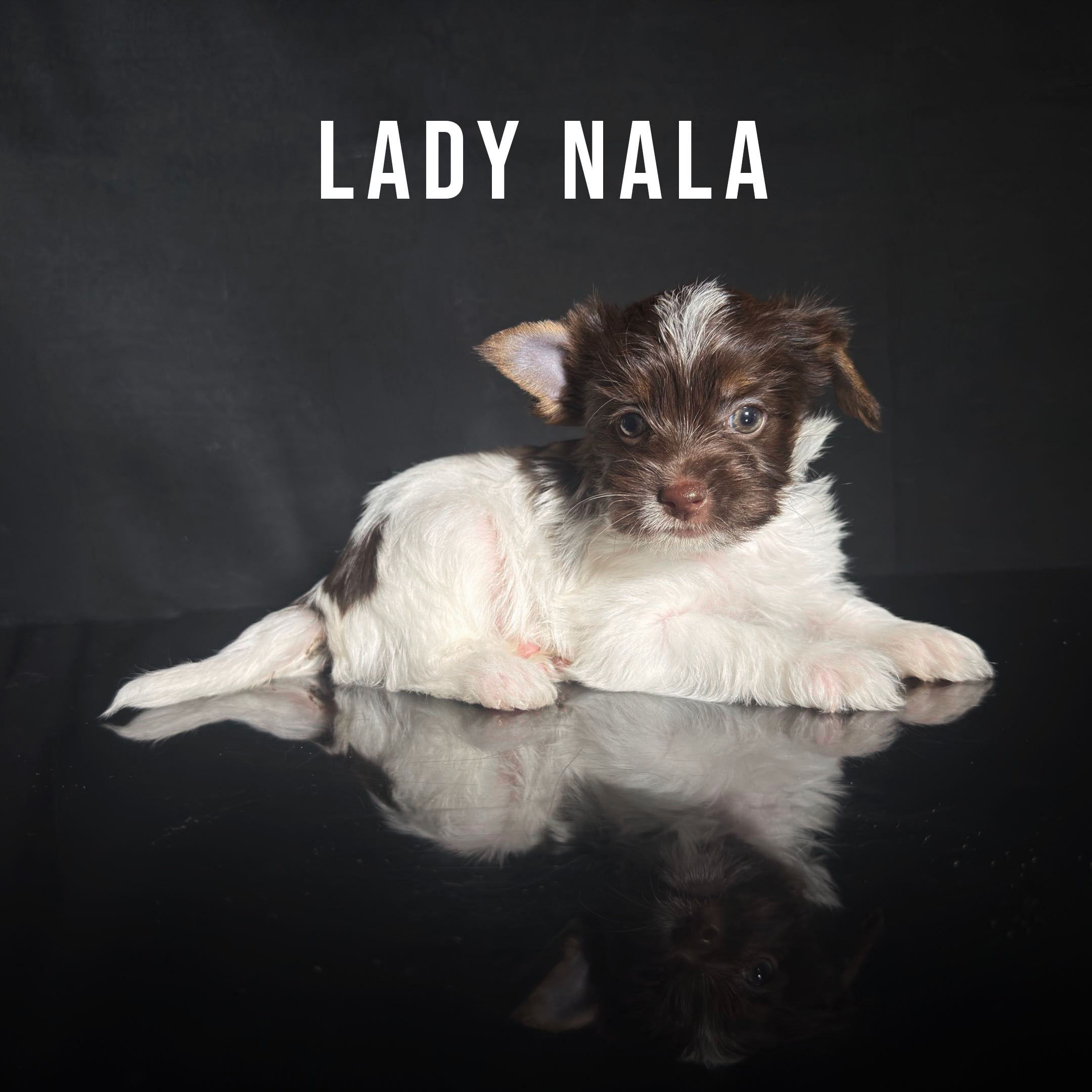Chocolate Biewer Terrier Puppy Girl Lady Nala