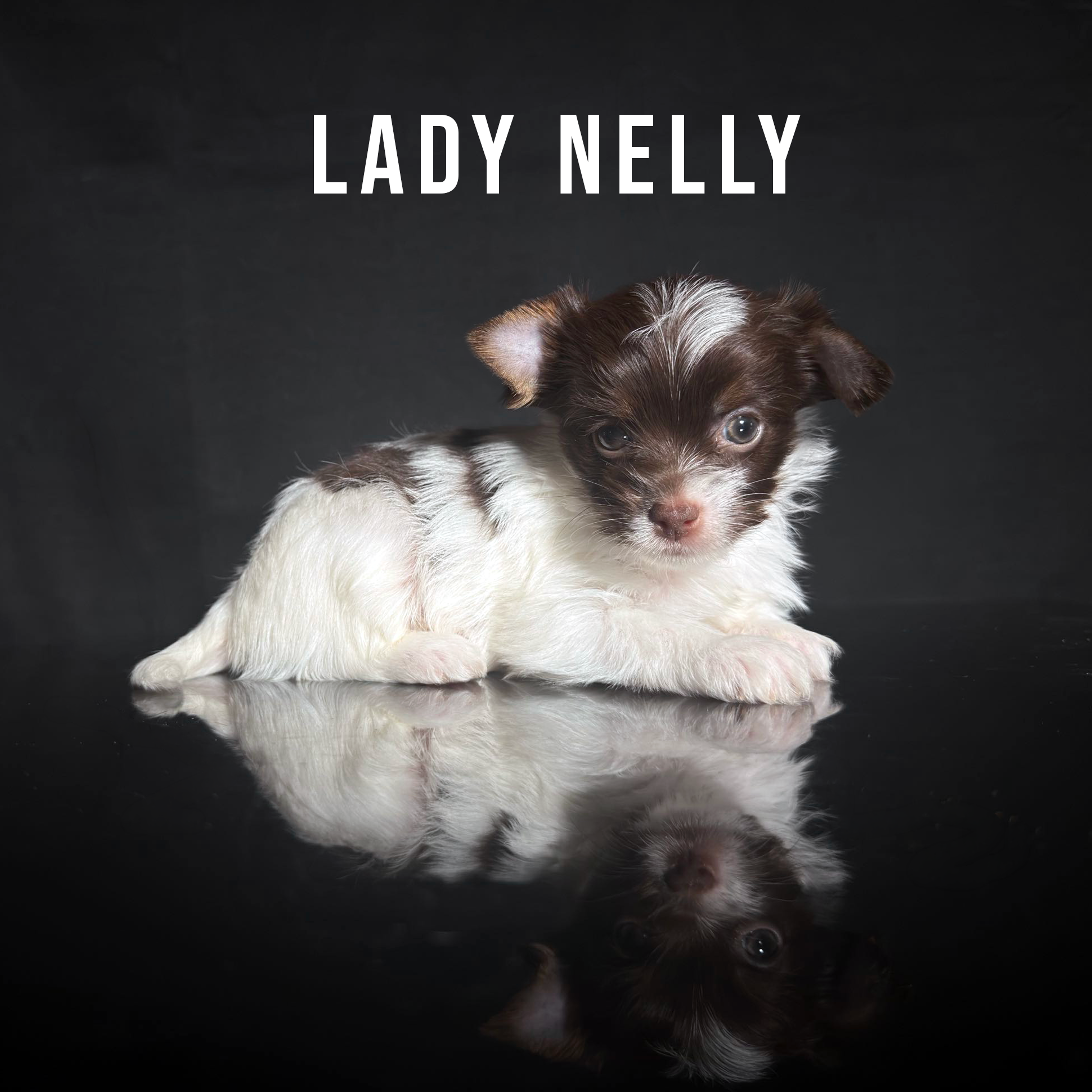 Chocolate Biewer Terrier Puppy Girl Lady Nelly