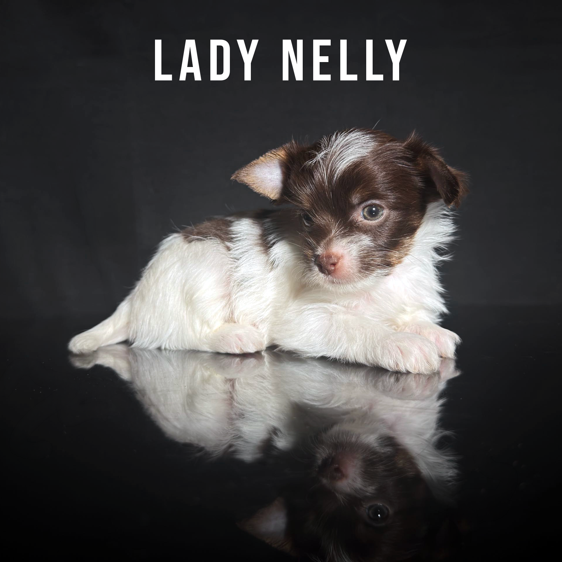 Chocolate Biewer Terrier Puppy Girl Lady Nelly - Image 2