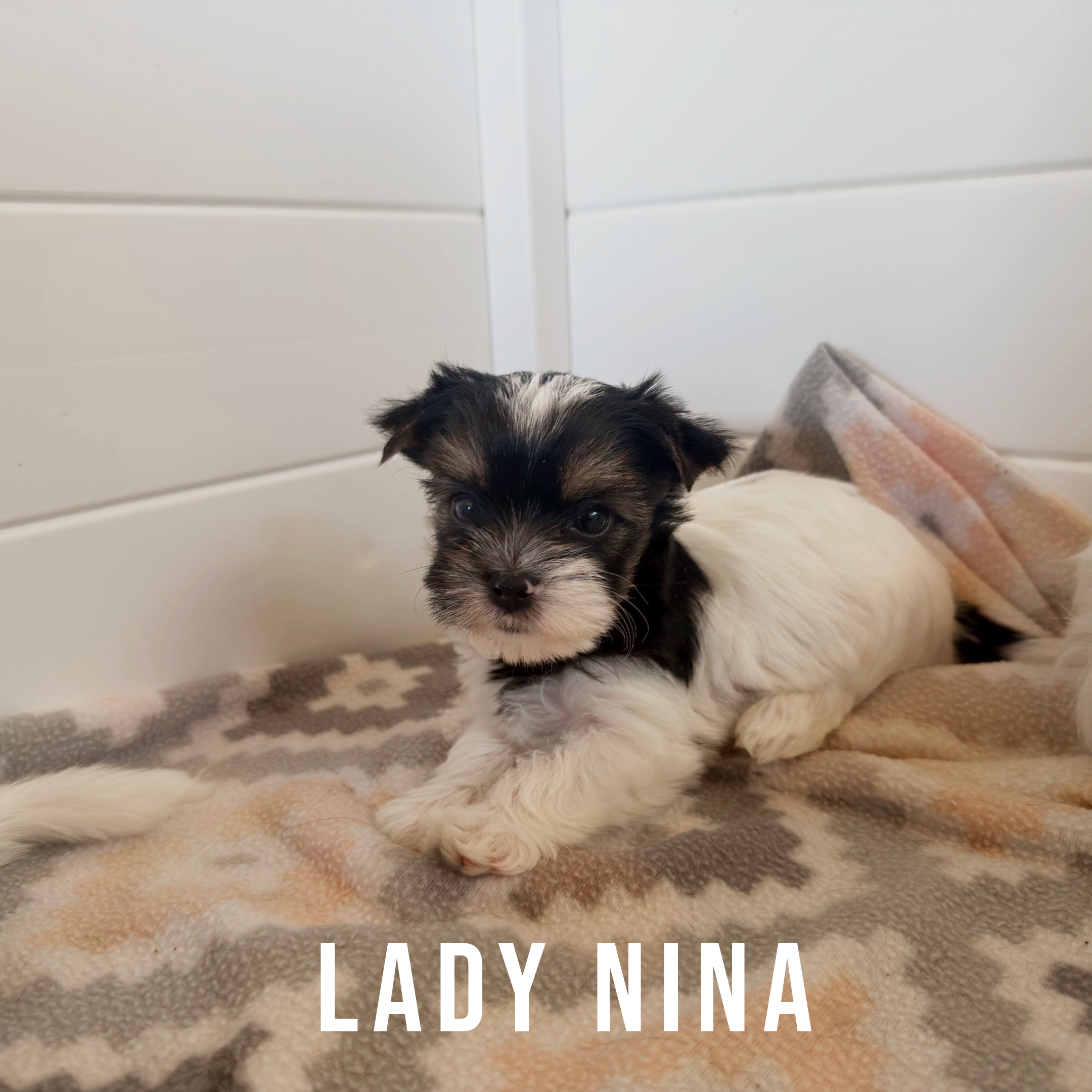Biewer Terrier Puppy Girl Lady Nina - Image 3