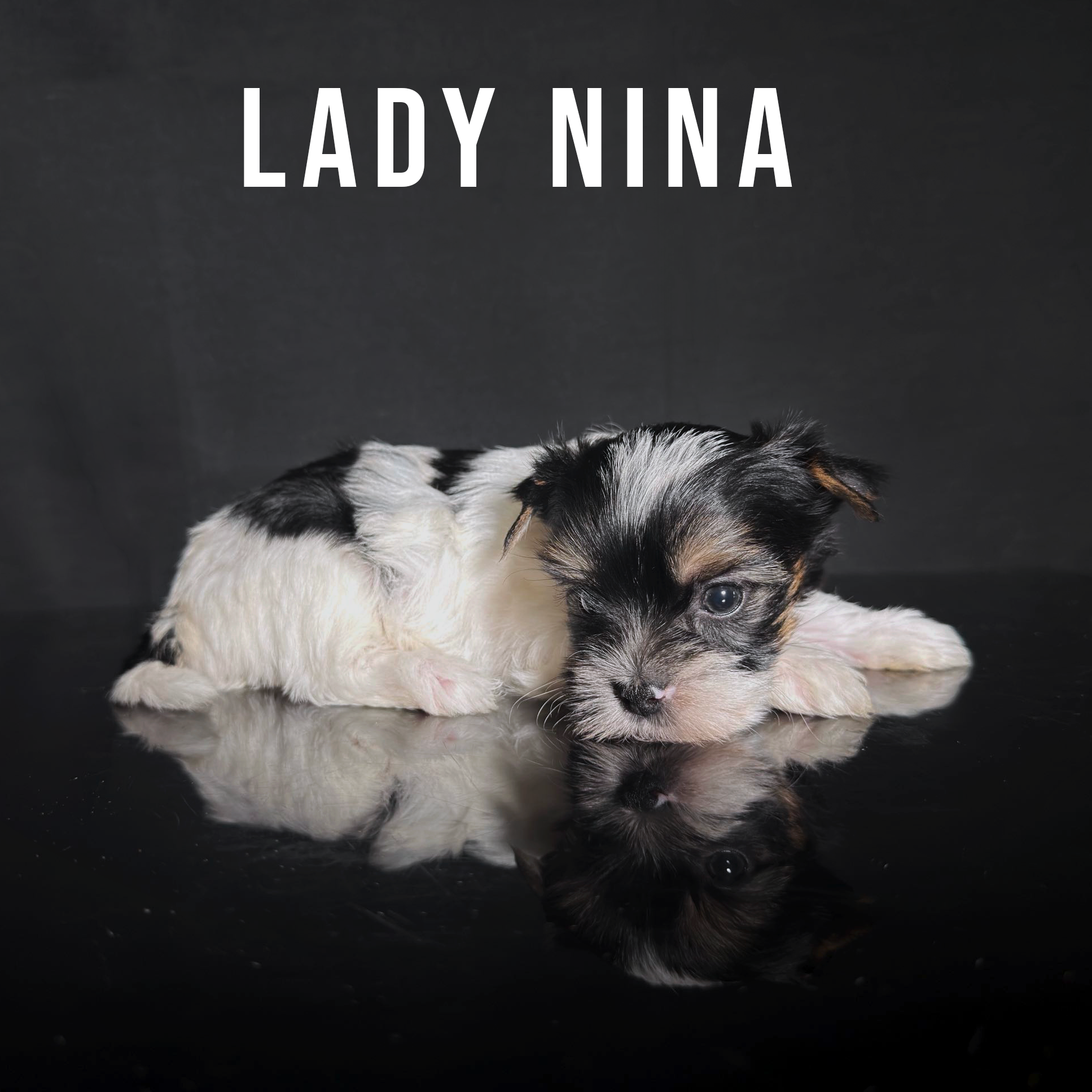 Biewer Terrier Puppy Girl Lady Nina - Image 2