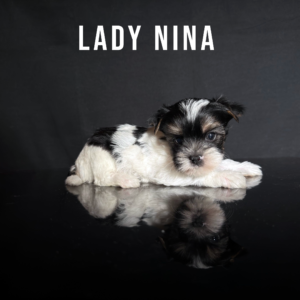 Biewer Terrier Puppy Girl Lady Nina
