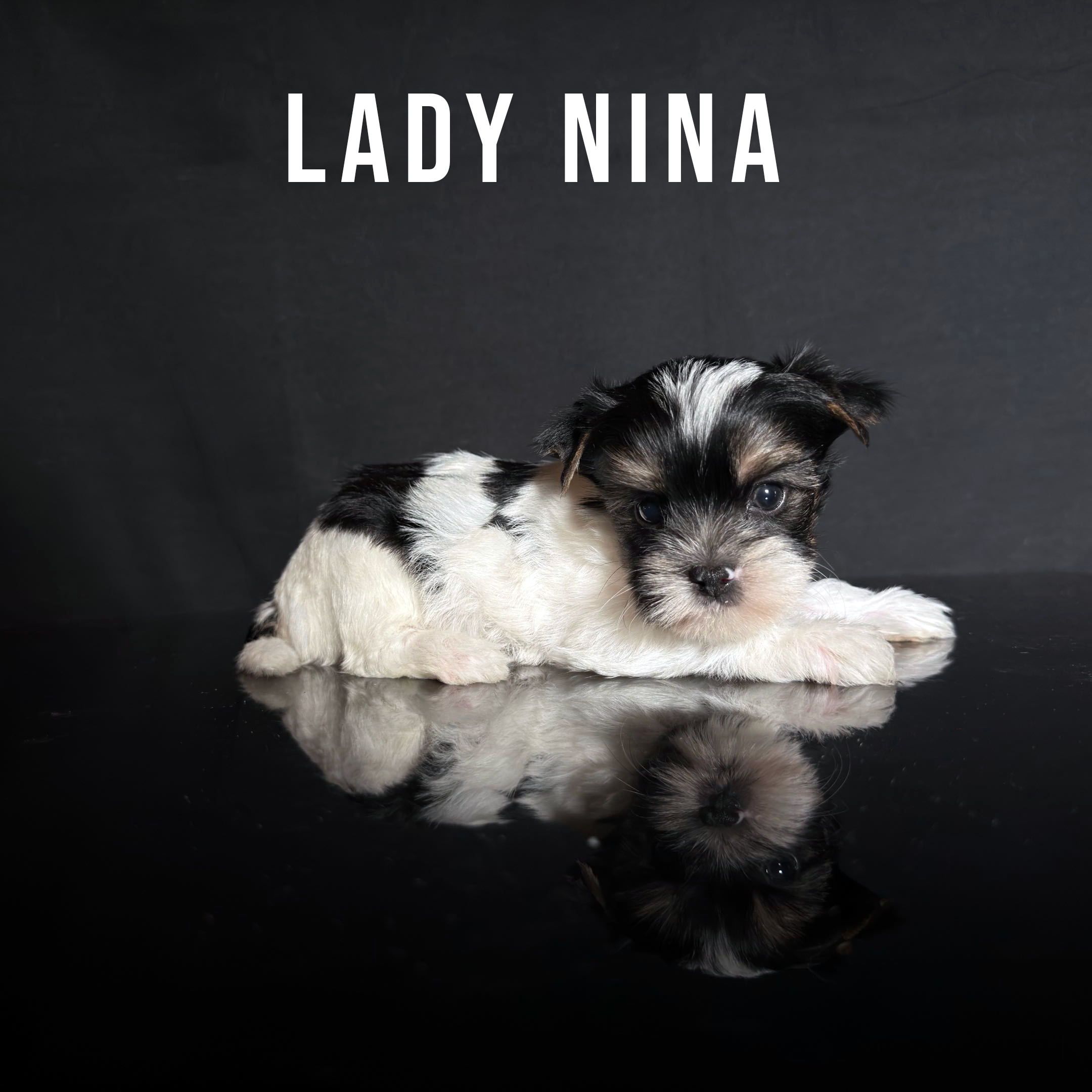 Biewer Terrier Puppy Girl Lady Nina