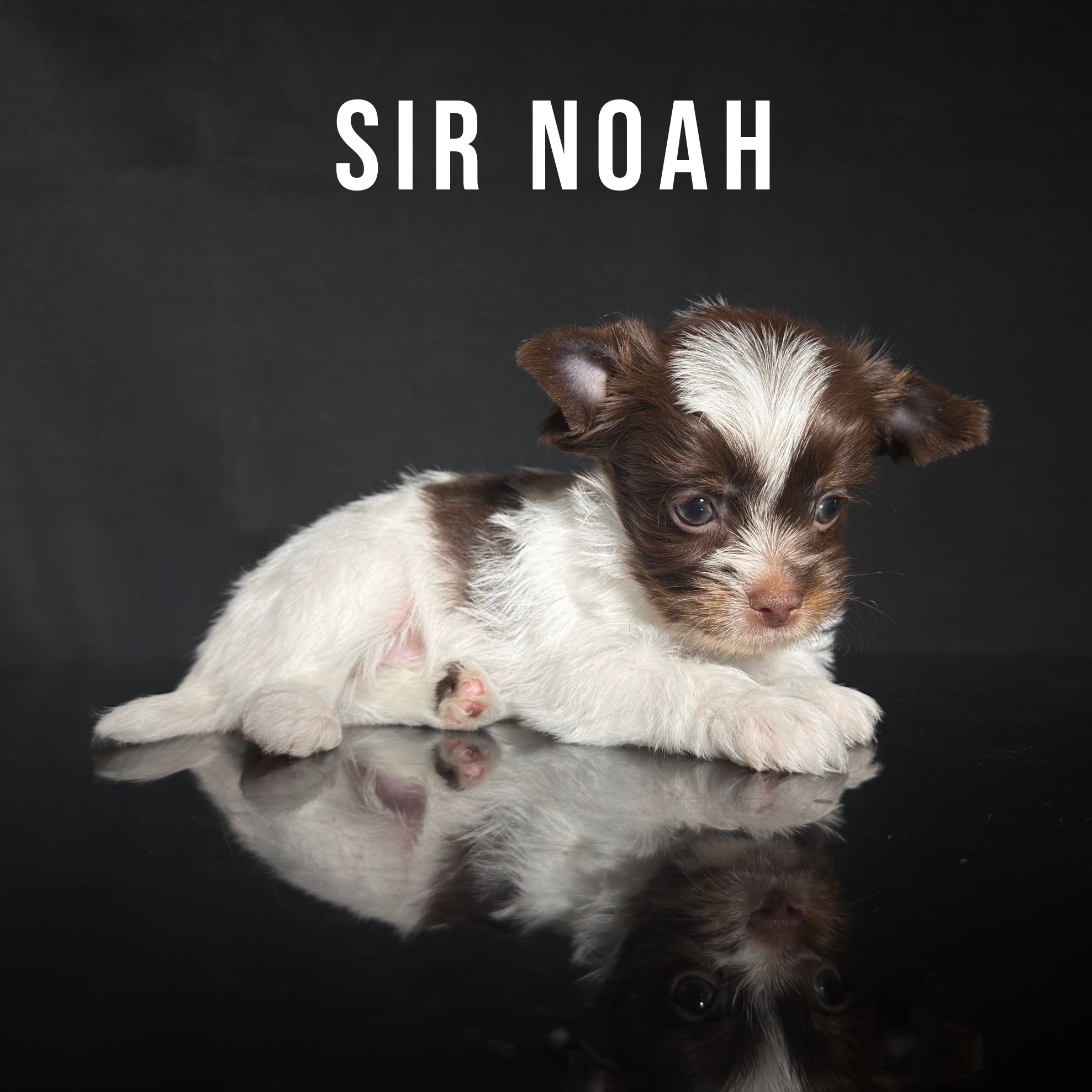 Chocolate Biewer Terrier Puppy Boy Sir Noah - Image 2
