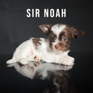 Chocolate Biewer Terrier Puppy Boy Sir Noah