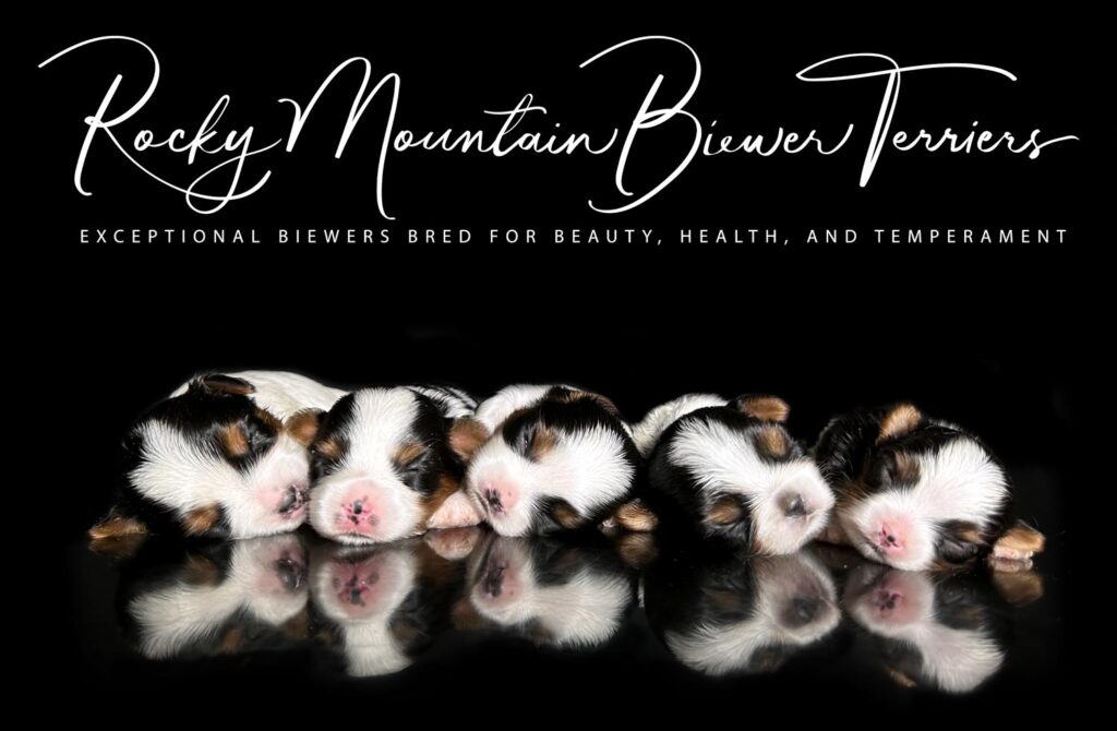newborn puppies